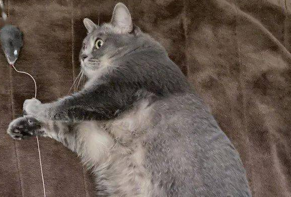 试用了新买的电热毯，猫咪表情显得真实了：太暖和了我要躺一天