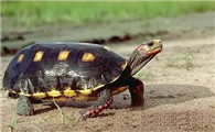 哥伦比亚红腿陆龟怎么饲养？瞧瞧！