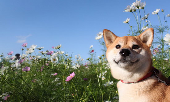 秋田犬的价格是多少 日本纯种秋田犬多少钱一只1