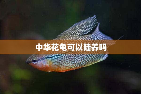 中华花龟可以陆养吗