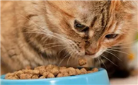 猫突然吐没消化的猫粮是为什么？一文解释清楚