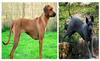 你还搞不清罗得西亚脊背犬与泰国脊背犬的区别吗？看这里！