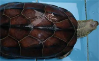 腊戍拟水龟是保护动物吗？来看看吧