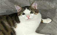 四川简州猫的耳朵，跟普通猫的有什么不同？