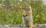 关于育空北极地松鼠的科普小知识快来看看吧！