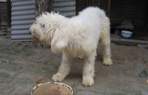 俄罗斯南部牧羊犬和英国古牧有何区别？不清楚的快来看看！