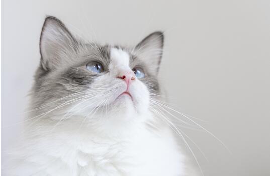 布偶猫品相纯不纯，你应该这么看~