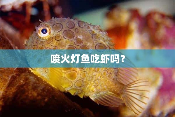 喷火灯鱼吃虾吗？