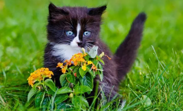 你知道猫草的作用吗