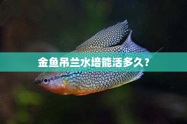 金鱼吊兰水培能活多久？