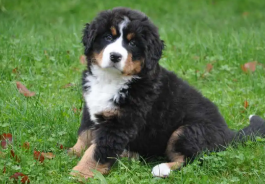 如何延长伯恩山犬的寿命？这些方法需要掌握！