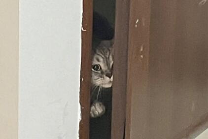 猫咪晚上一直叫还刨门，原来这些原因导致的！