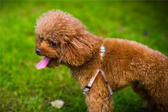 泰迪犬便血，是这些原因导致的！主人不要慌
