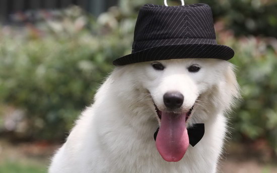 萨摩耶犬多少钱一只?纯种萨摩耶犬价格-是宠网