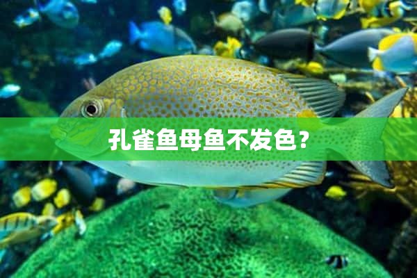 孔雀鱼母鱼不发色？