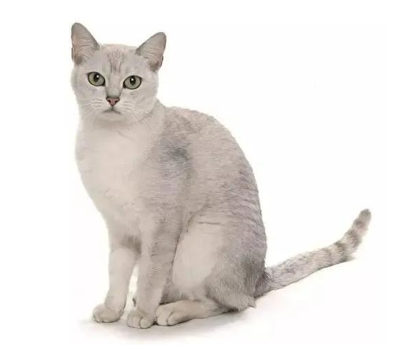 各种猫咪的祖先，你都知道是谁吗？