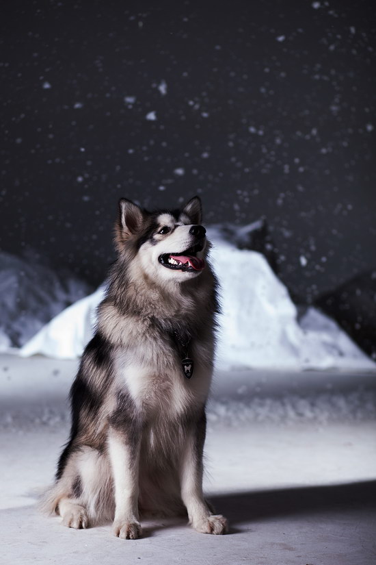 阿拉斯加犬怎么看纯不纯 阿拉斯加犬是不是纯种查看技巧3