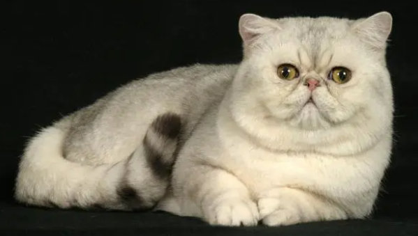 为什么猫舍的猫咪都特别贵，看完猫舍繁育猫咪的步骤，你就懂了