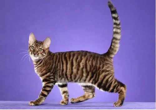 索马里猫喜欢抓东西怎么办？训练方法很简单！.jpg