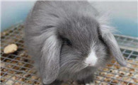 宾尼垂耳兔的寿命有多久，不清楚的来看看
