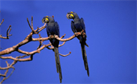 一文带你了解，紫蓝金刚鹦鹉怎么分辨公母？