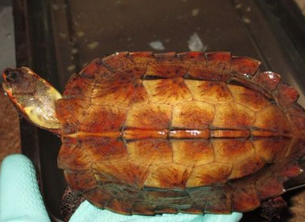 今日解答：日本地龟是水龟吗？