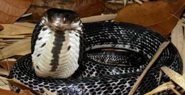 一篇关于泰国眼镜蛇的科普，速来围观！