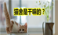 猫舍是干嘛的？猫舍和宠物店有什么区别？