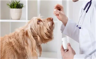 狗狗吃阿莫西林副作用是什么？来看看吧