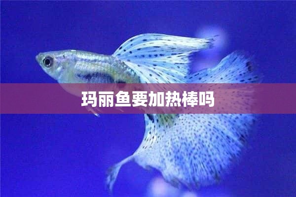 玛丽鱼要加热棒吗