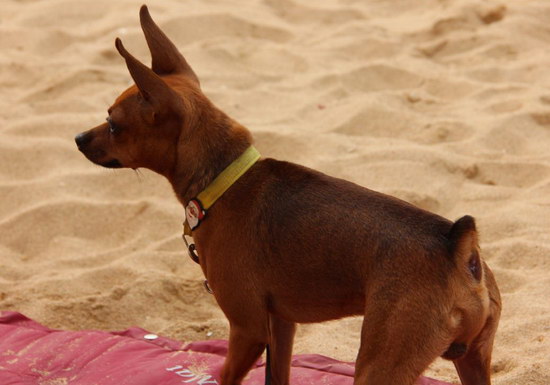 小鹿犬怎么看纯不纯 纯种迷你杜宾犬辨认方法