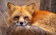 广泛分布于欧亚大陆的赤狐·147，喜欢怎样的栖息环境？