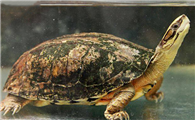 周氏闭壳龟能养多大，讲给你听