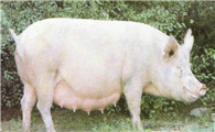 体质坚实的哈尔滨白猪，原来长这样！