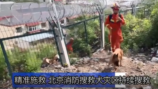 精准施救 北京消防搜救犬灾区持续搜救
