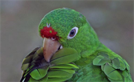 来考考你们，红额亚马逊鹦鹉几级保护？