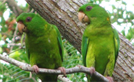 绿颊锥尾鹦鹉怎么饲养，来看看这！