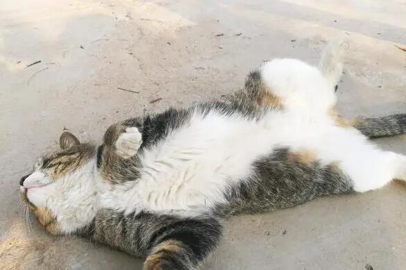 猫一直打滚是什么原因？说了你别不信