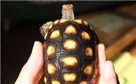 樱桃红腿陆龟公母的区别是什么？想知道的来了解一下