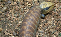 一篇关于细纹蓝舌蜥的科普，速来收藏！