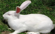 今日科普：大耳白兔怎么拿起来？