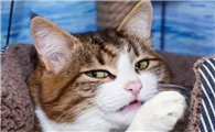猫咪需要补充益生菌吗？五分钟带你快速了解！