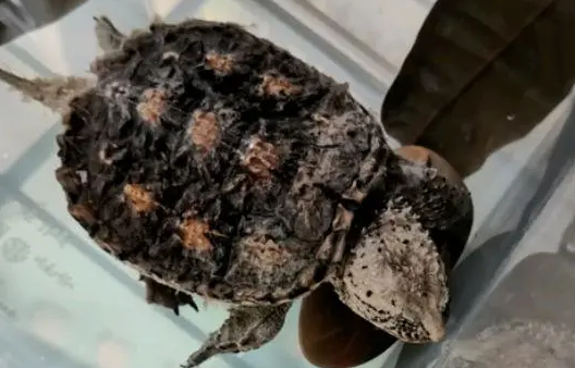 鳄龟为什么突然死了，原因竟然是这个！