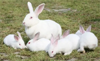 一起来看看大耳白兔的寿命