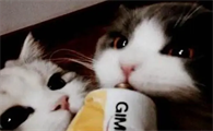 养宠知识：猫吃营养膏吃上瘾了，猫咪看见营养膏上瘾