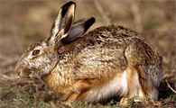 蒙古兔可以养殖食用吗?最新规定了解一下！