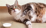 营养膏猫咪多久喂一次？