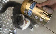 盖夫推优质宠物奶粉，金冠代母乳羊奶粉品质作保
