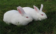 哈白兔和新西兰兔区别，过来瞧瞧吧