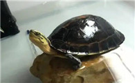 你们知道安布闭壳龟是保护动物吗？